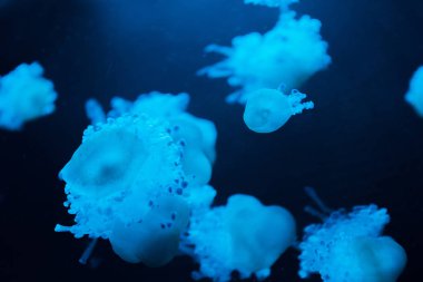 Koyu arkaplanda mavi neon ışığı olan Cassiopea denizanalarının seçici odağı