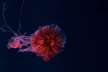 Compass jellyfish with tentacles in pink neon light on dark background