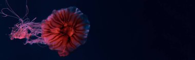 Pusula denizanasının panoramik görüntüsü. Dokunaçları pembe, neon ışığı ise koyu arkaplanda.