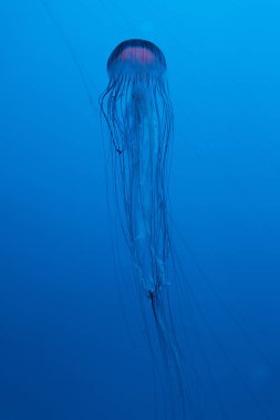 Mavi arka planda Japon deniz ısırganı denizanası