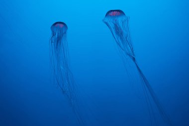 Japon deniz ısırganları mavi arka planda denizanaları