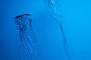 Japon deniz ısırganları mavi arka planda denizanaları