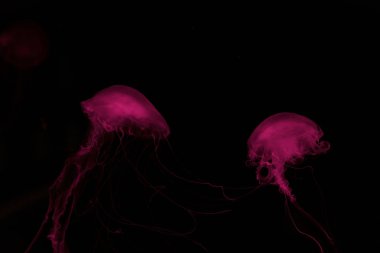 Two jellyfishes in pink neon light on black background