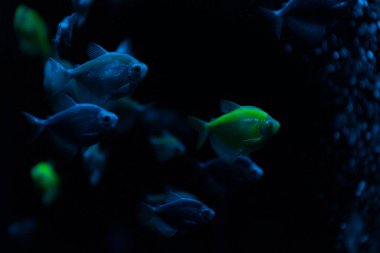 Selective focus of fishes with neon light on dark background clipart