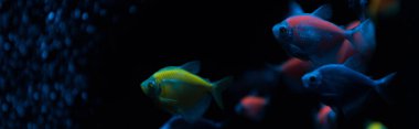 Koyu arkaplanda neon ışığı olan balıkların panoramik görüntüsü