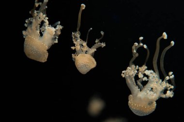 Siyah arkaplanda dokunaçları olan benekli denizanaları.