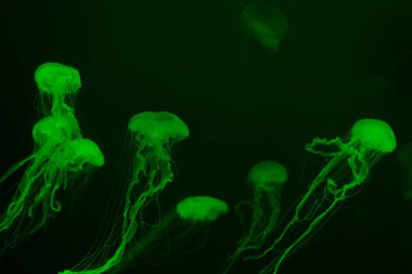 Koyu arkaplanda yeşil neon ışıklı denizanaları