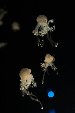 Siyah zemin üzerinde ışık olan benekli denizanaları