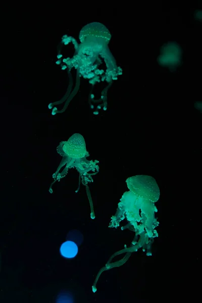 Spotted Jellyfishes Green Neon Light Black Background — Stock Photo, Image