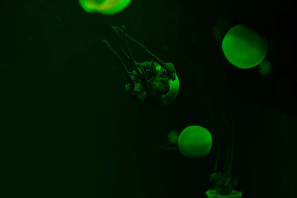 Jellyfishes Green Neon Light Water Dark Background — Stock Photo, Image