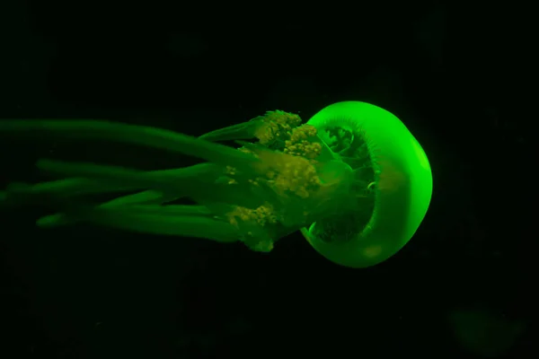 Siyah Zemin Üzerinde Yeşil Neon Işıklı Denizanası — Stok fotoğraf