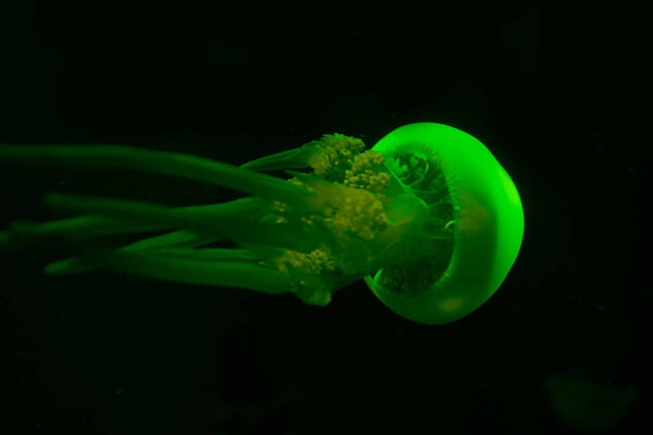 Jellyfish in green neon light on black background