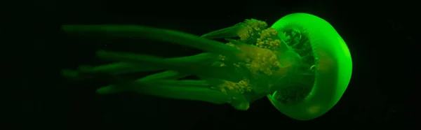 Foto Panorámica Medusas Luz Neón Verde Sobre Fondo Negro — Foto de Stock