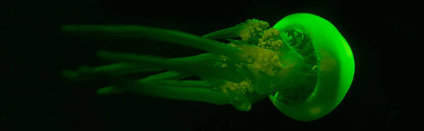 Panoramic shot of jellyfish in green neon light on black background