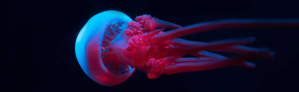 Panoramic shot of jellyfish in blue and pink neon lights on black background