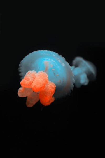 Синий жир медузы с неоновым светом на черном фоне
