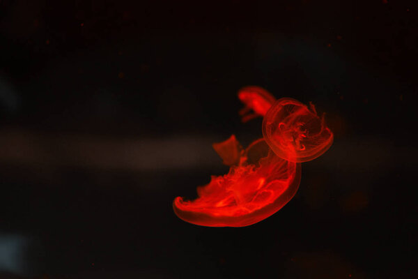 Moon jellyfishes in red neon light on dark background