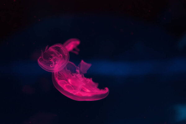 Moon jellyfishes in neon light on dark background