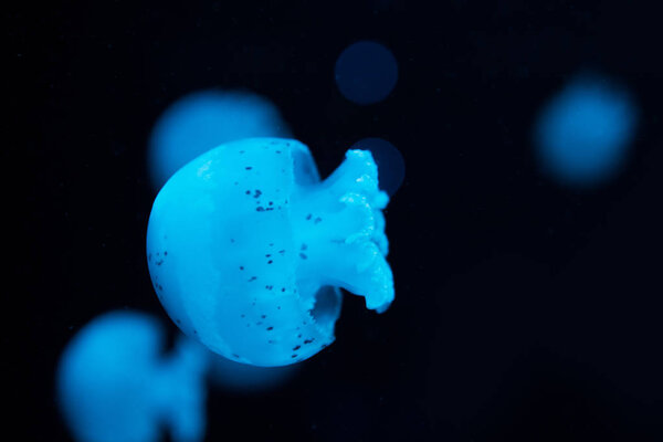 Selective focus of spotted jellyfishes in blue neon light on black background