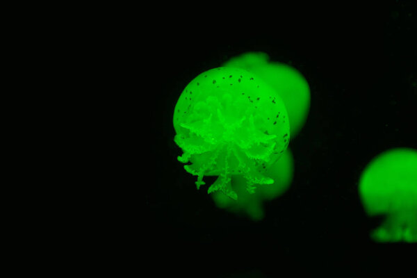 Selective focus of spotted jellyfishes in green neon light on black background