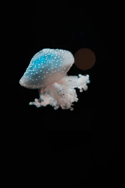 Skvrnité Medúzy Světle Černém Pozadí — Stock fotografie