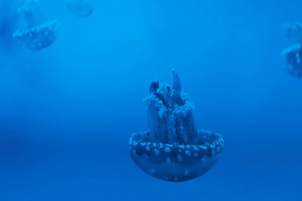 Foco Seletivo Medusas Manchadas Fundo Azul — Fotografia de Stock