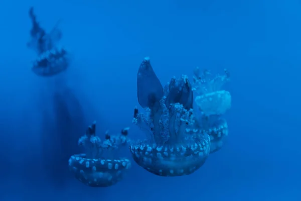 Enfoque Selectivo Medusas Manchadas Sobre Fondo Azul — Foto de Stock