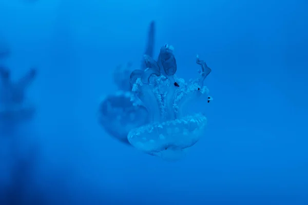 Selektiver Fokus Der Gefleckten Quallen Auf Blauem Hintergrund — Stockfoto