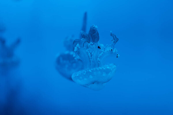 Selective focus of spotted jellyfishes on blue background