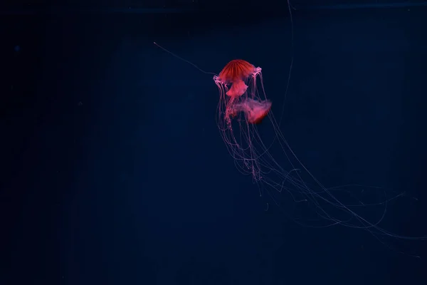 Medusas Brújula Luz Neón Roja Sobre Fondo Oscuro — Foto de Stock