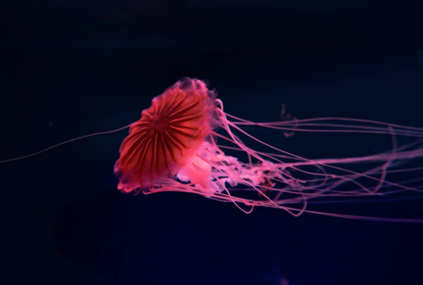 Pusula Denizanası Koyu Arkaplanda Pembe Neon Işıkta — Stok fotoğraf