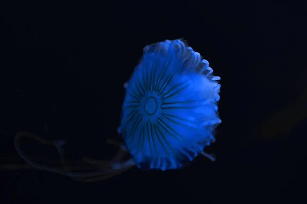 Bússola Medusa Com Luz Néon Azul Sobre Fundo Preto — Fotografia de Stock