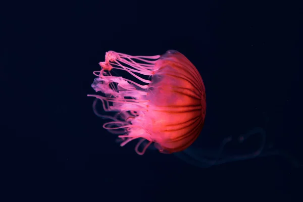 Медузы Компаса Розовым Неоновым Светом Темном Фоне — стоковое фото