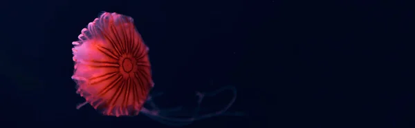 Pusula Denizanasının Panoramik Görüntüsü Arka Planda Pembe Neon Işığı Var — Stok fotoğraf