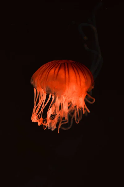 Koyu Arkaplanda Kırmızı Neon Işığı Olan Pusula Denizanası — Stok fotoğraf