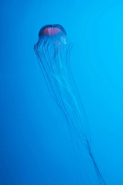 Japanese Sea Nettle Jellyfish Blue Background — Stock Photo, Image