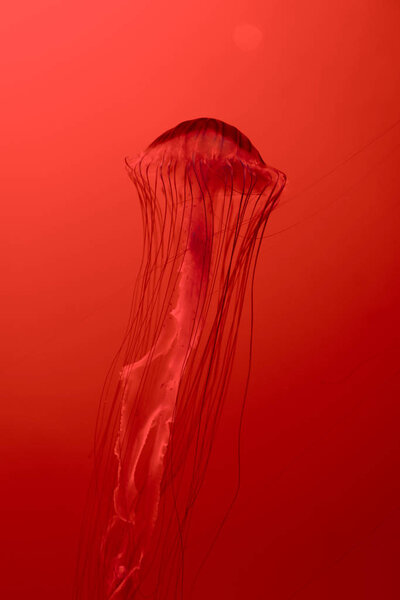 Японская морская медуза на красном фоне
