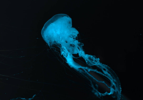 Jellyfish in blue neon light on black background