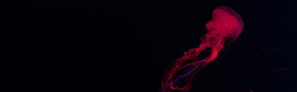 Панорамный снимок медузы в красном неоновом свете на черном фоне
