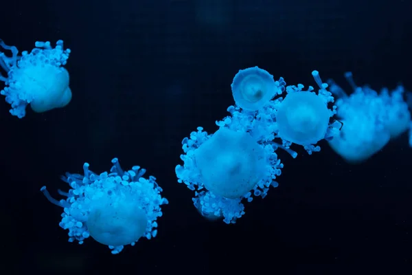 Jellyfishes Cassiopea Luz Néon Azul Fundo Escuro — Fotografia de Stock