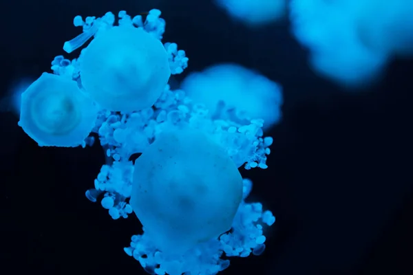 Selektivní Zaměření Kasiopea Medúzy Modrým Neonovým Světlem Tmavém Pozadí — Stock fotografie