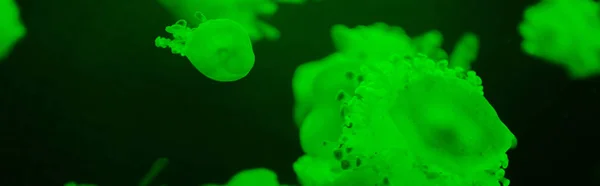 Panoramic Shot Cassiopea Jellyfishes Green Neon Light Dark Background — Stock Photo, Image