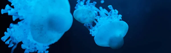 Selective Focus Cassiopea Jellyfishes Blue Neon Light Dark Background Panoramic — Stock Photo, Image