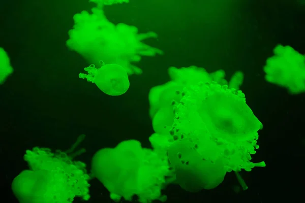 Selective Focus Cassiopea Jellyfishes Green Neon Light Dark Background — Stock Photo, Image