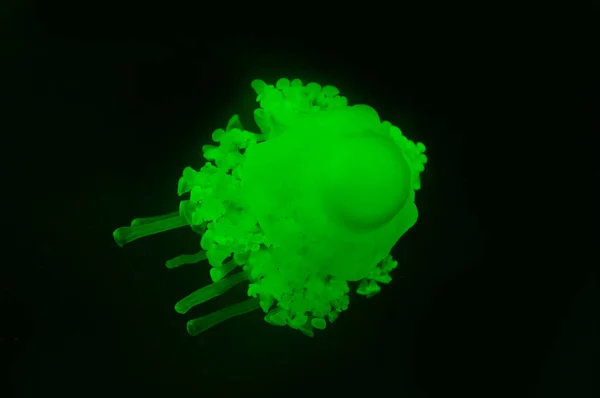 Cassiopea Jellyfish Green Neon Light Black Background — Stock Photo, Image