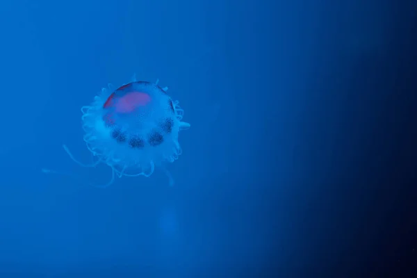 Медузы Щупальцами Синем Фоне — стоковое фото