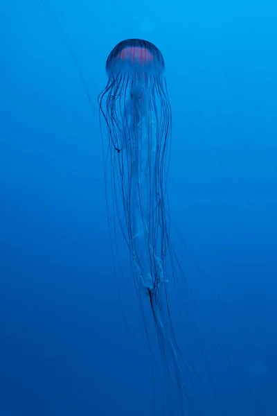 Medusa Ortica Mare Giapponese Sfondo Blu — Foto Stock