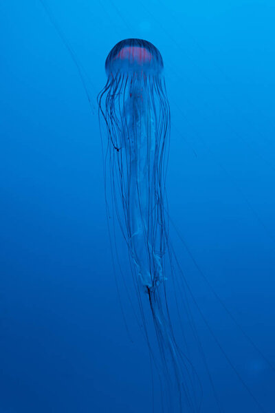 Japanese sea nettle jellyfish on blue background
