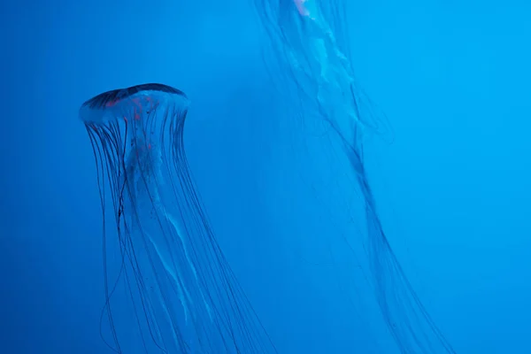 Japoński Morze Pokrzywa Meduzy Niebieskim Tle — Zdjęcie stockowe