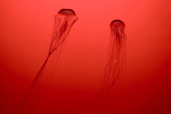 Two Japanese sea nettle jellyfishes on red background